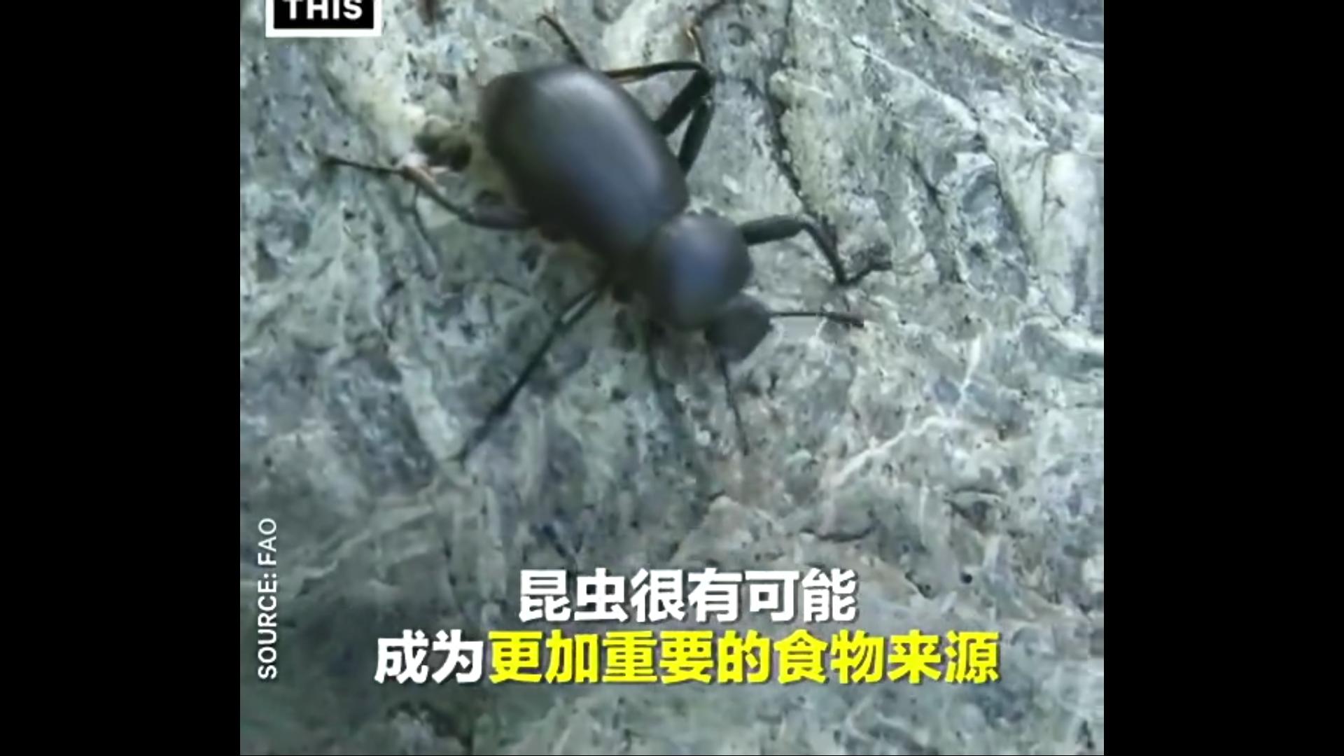 日本的蟑螂美食,日本吃蟑螂做的食品