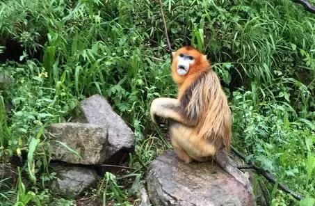 上海疯狂动物城主题酒店,上海迪士尼酒店布置疯狂动物城