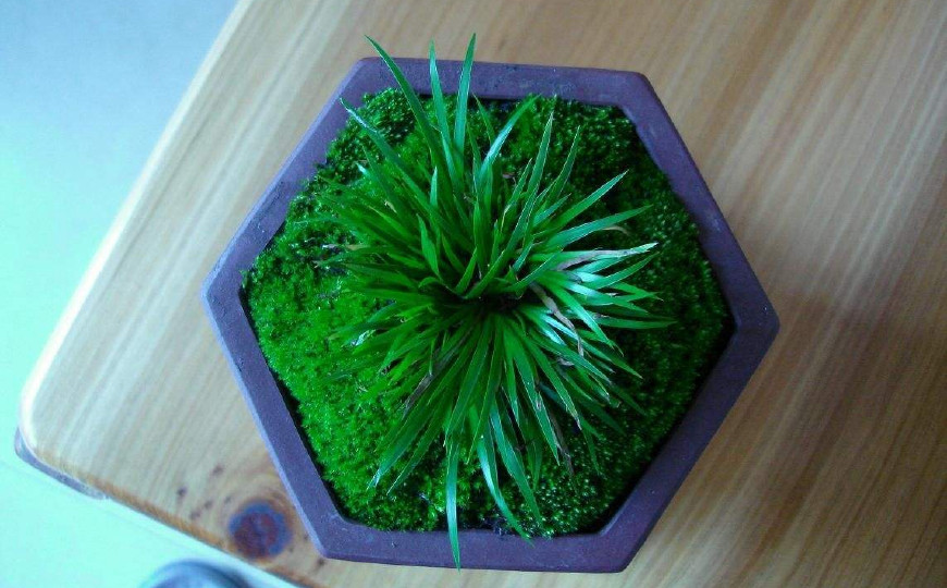 金钱菖蒲什么香味,从化金钱菖蒲