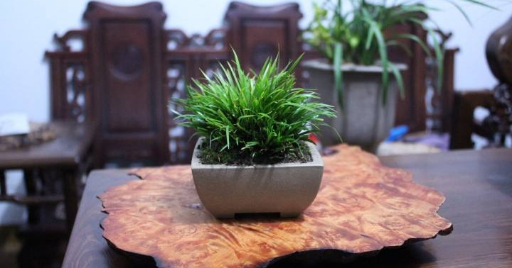 金钱菖蒲什么香味,从化金钱菖蒲