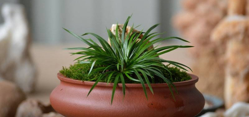 金钱菖蒲什么香味,从化金钱菖蒲