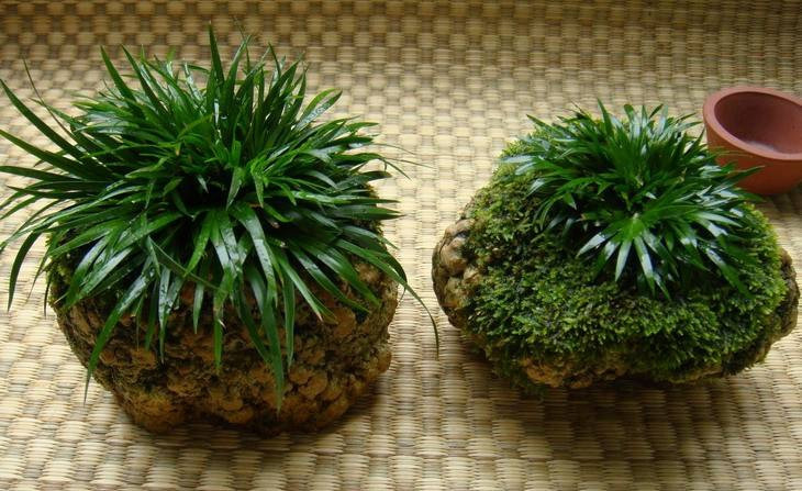 金钱菖蒲什么香味,从化金钱菖蒲