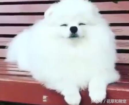 为什么博美狗老是睡觉,博美狗狗有多聪明