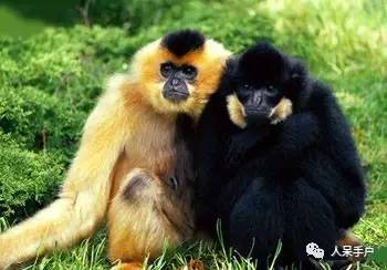 熊猫还是中国一级保护动物吗,秦金丝猴是国家一级保护动物