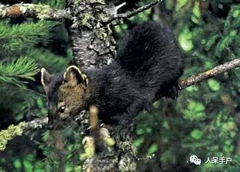 熊猫还是中国一级保护动物吗,秦金丝猴是国家一级保护动物