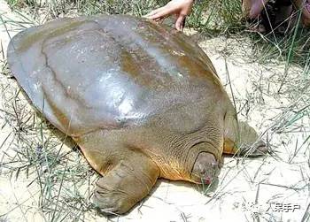 熊猫还是中国一级保护动物吗,秦金丝猴是国家一级保护动物