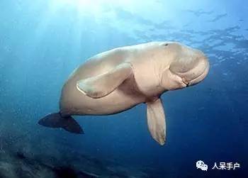 熊猫还是中国一级保护动物吗,秦金丝猴是国家一级保护动物