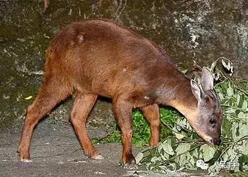 熊猫还是中国一级保护动物吗,秦金丝猴是国家一级保护动物