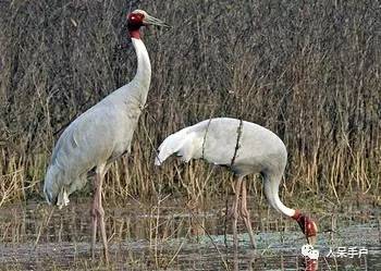 熊猫还是中国一级保护动物吗,秦金丝猴是国家一级保护动物