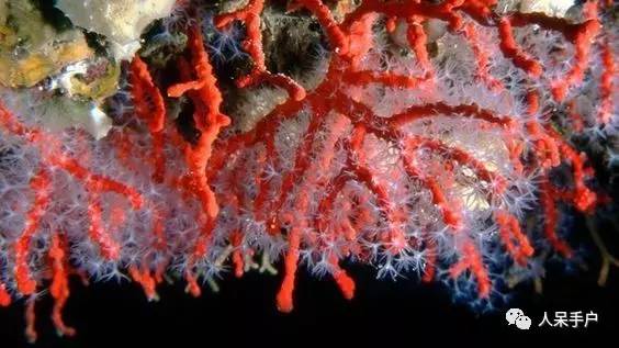 熊猫还是中国一级保护动物吗,秦金丝猴是国家一级保护动物