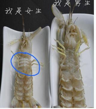 皮皮虾怎么挑选它的肉才紧实,挑选好的皮皮虾的正确方法