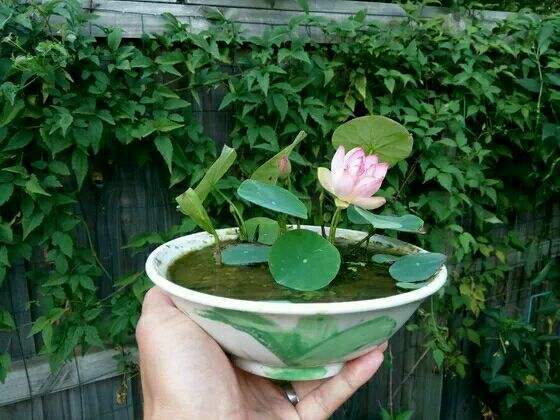 合适懒人养的花卉只要浇水就能活,能够在水里养的花卉