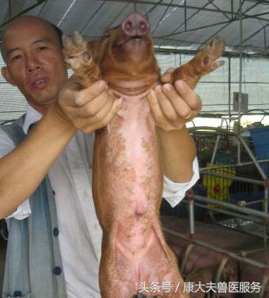 猪红皮病治疗,育肥猪皮炎是什么引起的怎么治疗