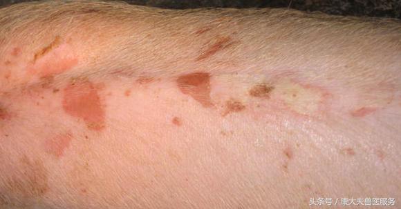 猪红皮病治疗,育肥猪皮炎是什么引起的怎么治疗