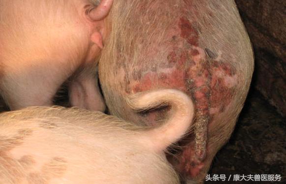 猪红皮病治疗,育肥猪皮炎是什么引起的怎么治疗