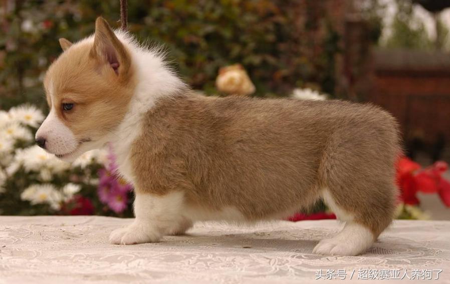 狗狗除螨虫的最佳方法,狗狗身上有螨虫用圣露薇能够吗