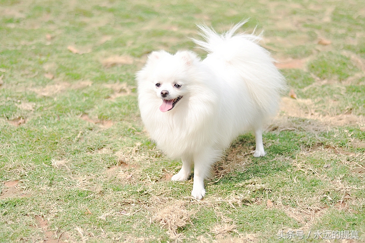 博美犬到底有多可爱,博美犬真可爱