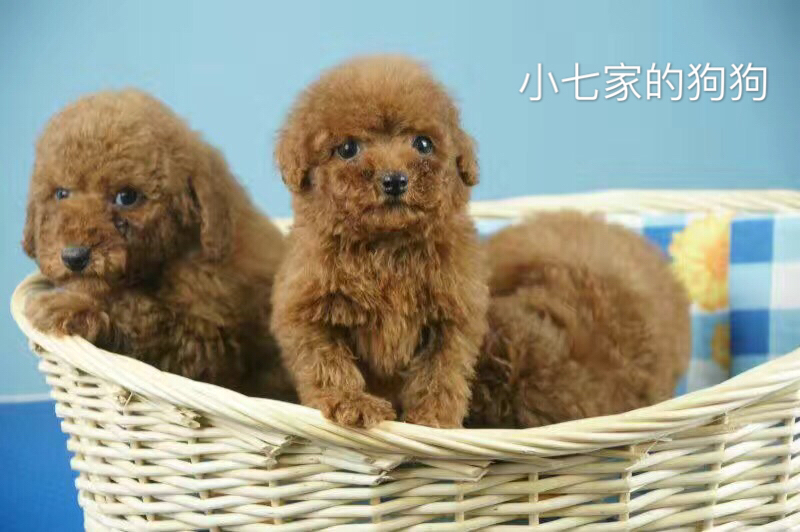 用笼子饲养泰迪,比熊和泰迪饲养