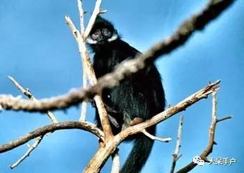 熊猫还是中国一级保护动物吗,秦金丝猴是国家一级保护动物