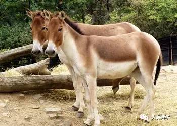 熊猫还是中国一级保护动物吗,秦金丝猴是国家一级保护动物