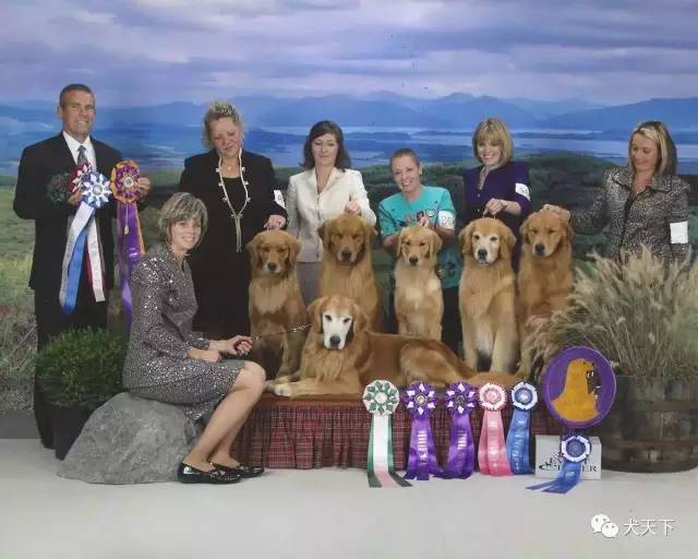 殿堂人物：采访美国金毛领军人物—TonyaStruble