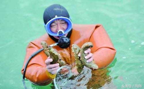 春季海参即将上市,今年海参最新价格是多少