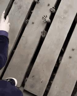 爆笑虫子和螳螂,螳螂昆虫搞笑视频