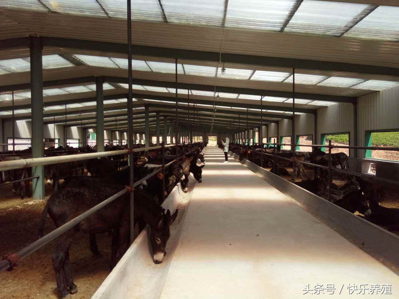 驴价大涨,驴价飙升的原因