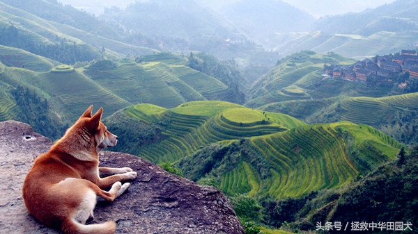 中华田园犬最好的犬种,中华田园犬本土犬种禁养
