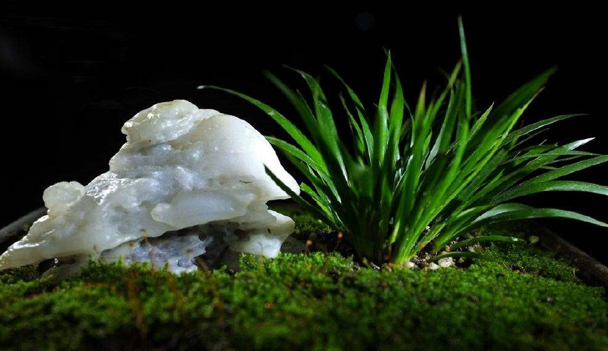 金钱菖蒲什么香味,从化金钱菖蒲