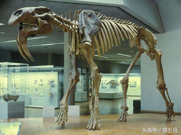 史前象科：大家伙们成为了早期人类的肉类仓库
