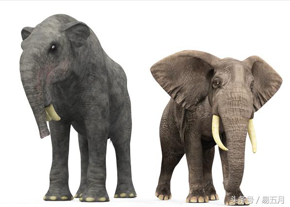 史前象科：大家伙们成为了早期人类的肉类仓库