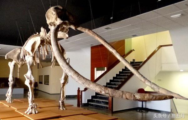 史前象科：大家伙们成为了早期人类的肉类仓库