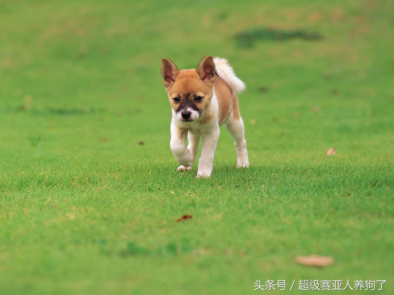 狗狗除螨虫的最佳方法,狗狗身上有螨虫用圣露薇能够吗