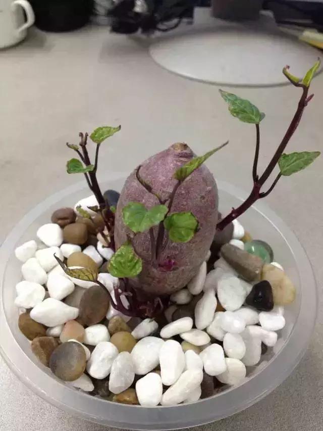 室内用水养的花,一帆风顺花能够直接用水养
