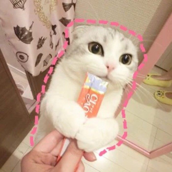 爱丽小屋好物推荐,爱丽小屋必买单品