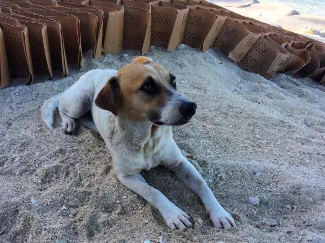 毛里求斯，拿水壶换保时捷的天堂