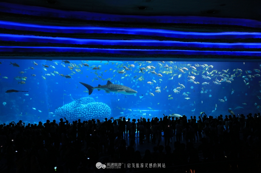 海底两万里海底旅游图,美丽的海底世界珠海长隆海洋王国