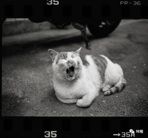 胶片摄影入门知识,胶片摄影入门推荐