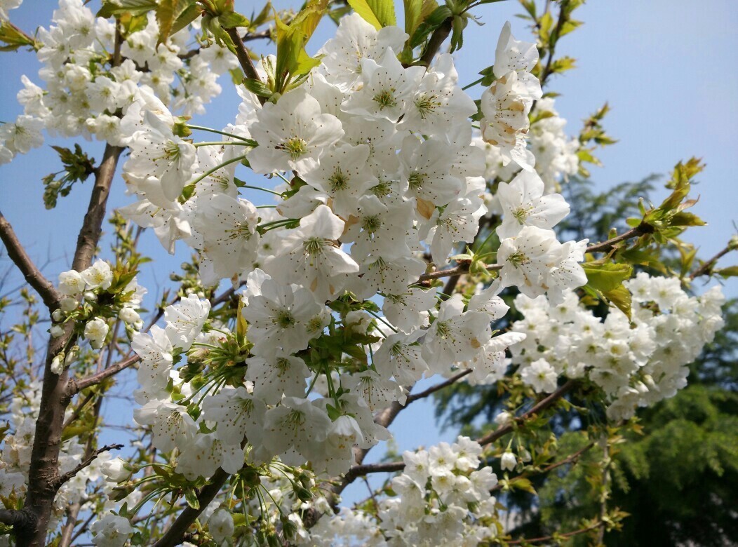春暖花开踏青正当时完全版,春暖花开踏青季攻略