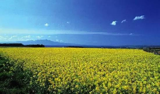 春暖花开踏青正当时完全版,春暖花开踏青季攻略