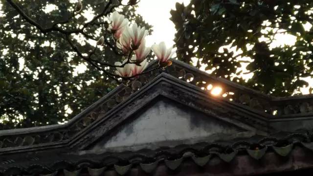 2018上海三八节景点有哪些,上海三八妇女节哪个公园免门票