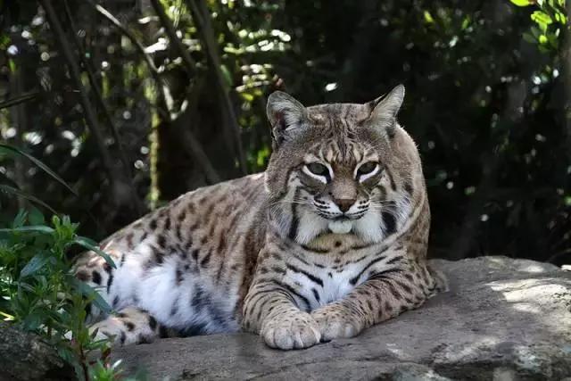 最全的猫的品种你都知道吗,全品种猫