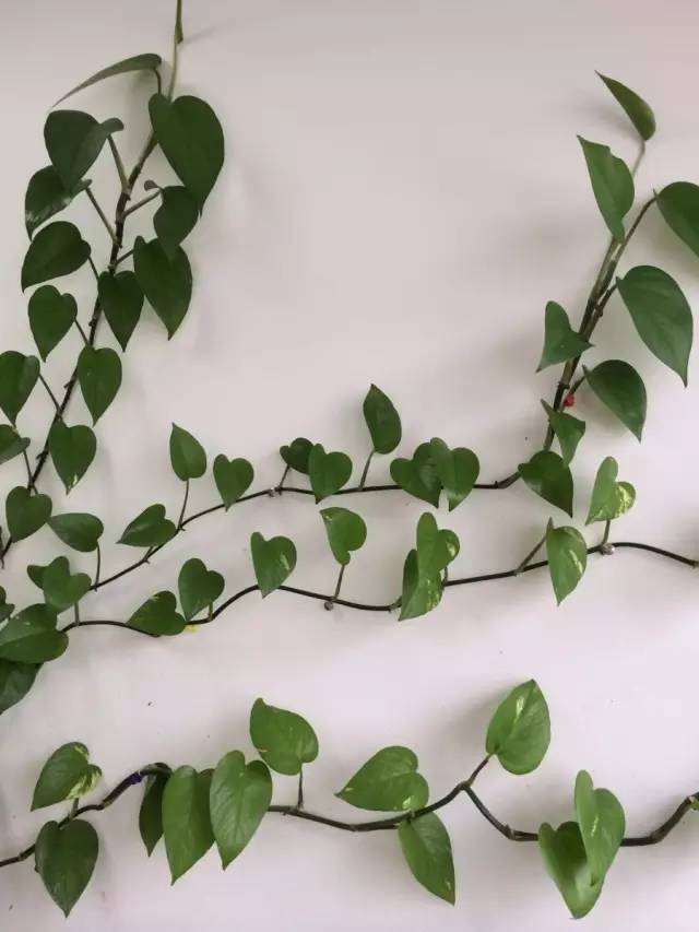 绿萝怎么摆放在墙上,摆在桌子上的绿萝