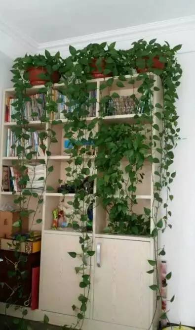 绿萝怎么摆放在墙上,摆在桌子上的绿萝