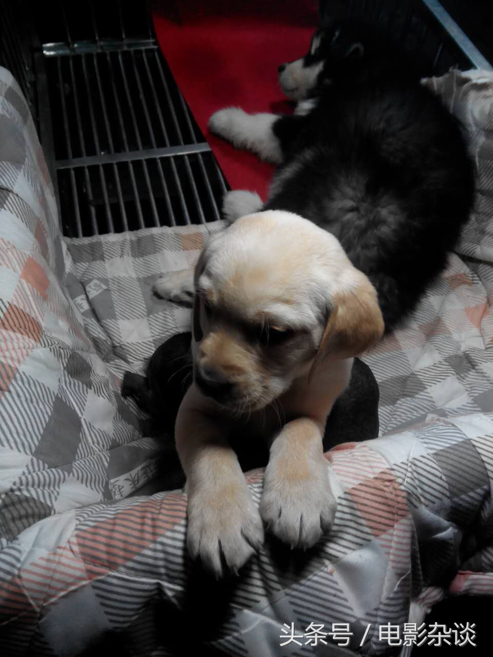 北京行行出状元，没有想到卖宠物也能发家！