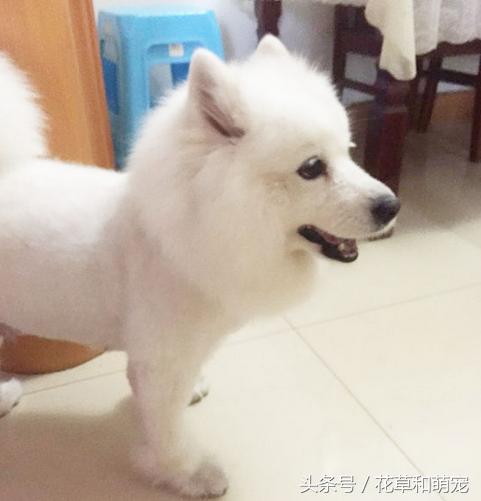 萨摩耶腿短是纯种吗,萨摩耶脚有问题