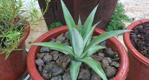 吃完菠萝种菠萝的方法,菠萝吃完的菠萝头还能种吗