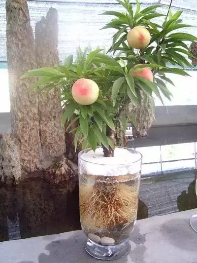 室内用水养的花,一帆风顺花能够直接用水养