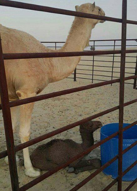 这孩子真的是你亲生的吗？